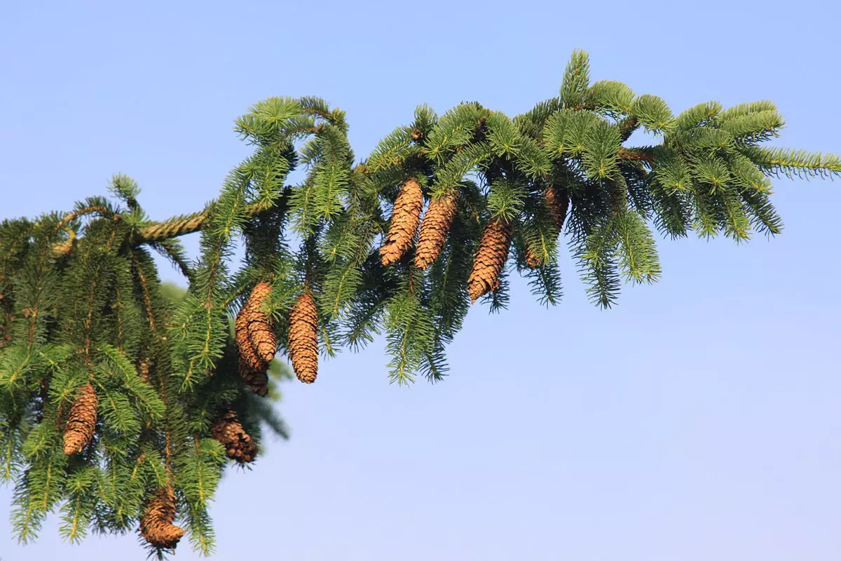 Norway Spruce Tree close up