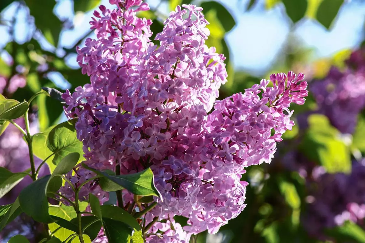 Old Fashioned Lilac flower close-up