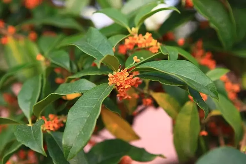 Orange Japanese Flowers