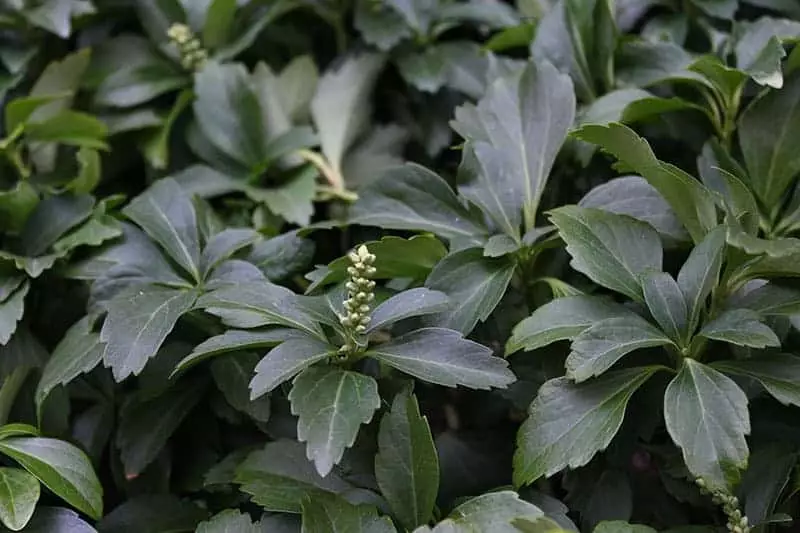 Pachsandra For Sale Buying Growing Guide Trees Com Pachsandra For Sale Buying Growing Guide Trees Com