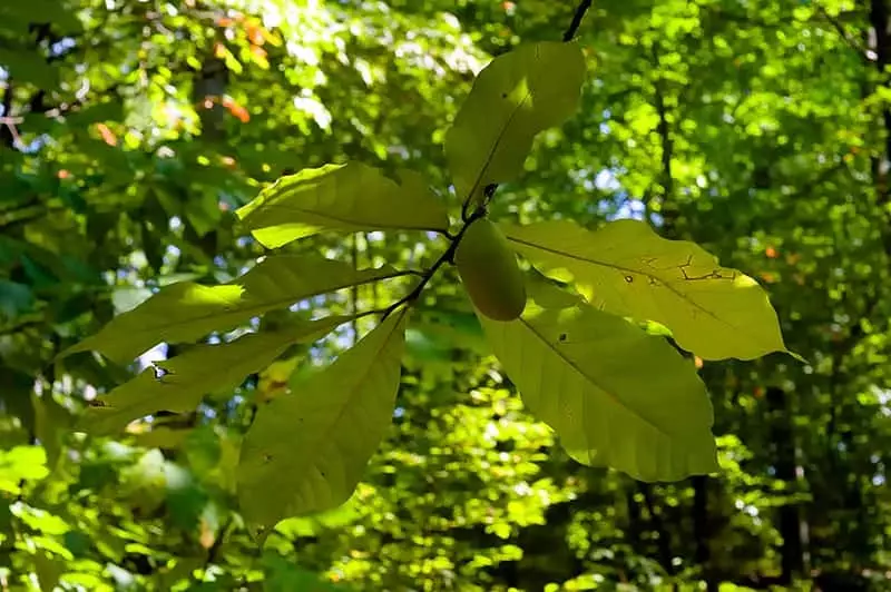Paw Paw Tree leaves