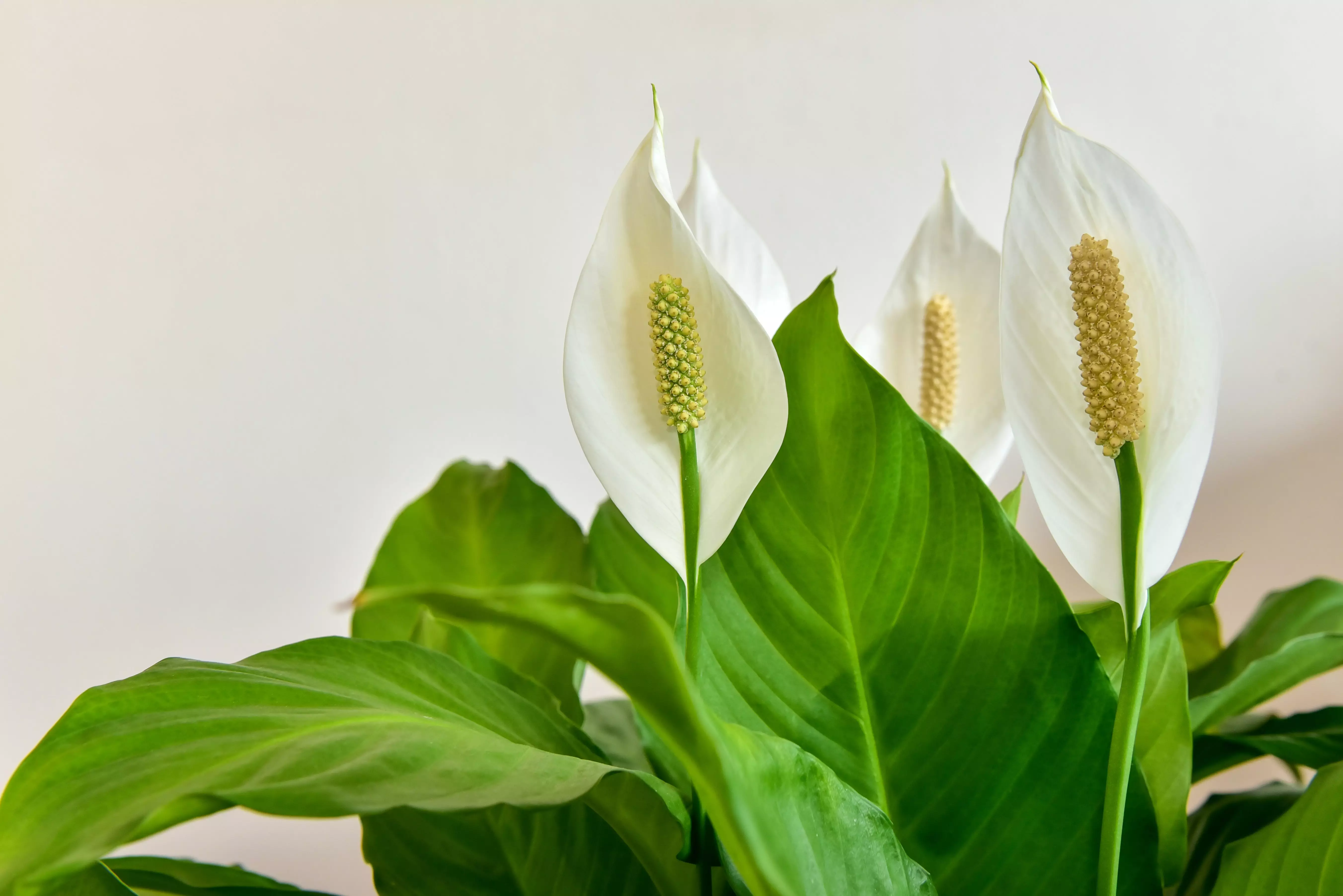 Details about   10 plant Spathiphyllum Variegated Peace Lily Free Phytosanitary DHL Exspress 