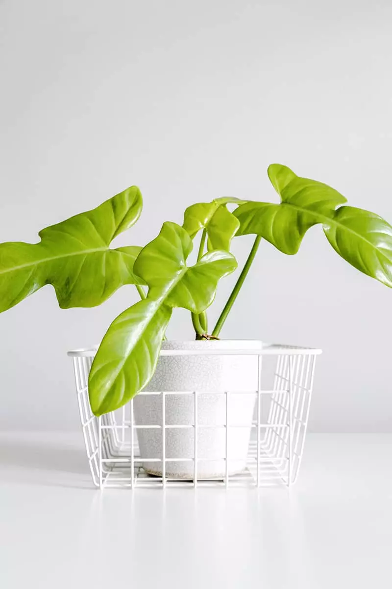 Philodendron Bipennifolium