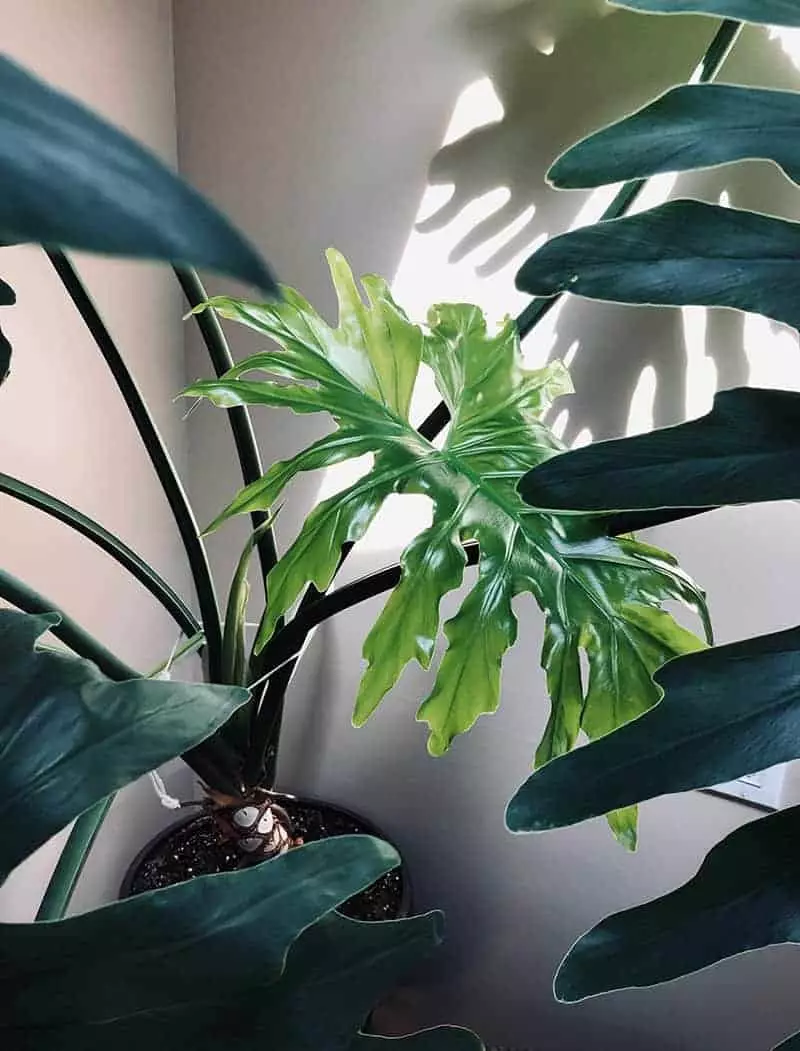 Philodendron Selloum Shade