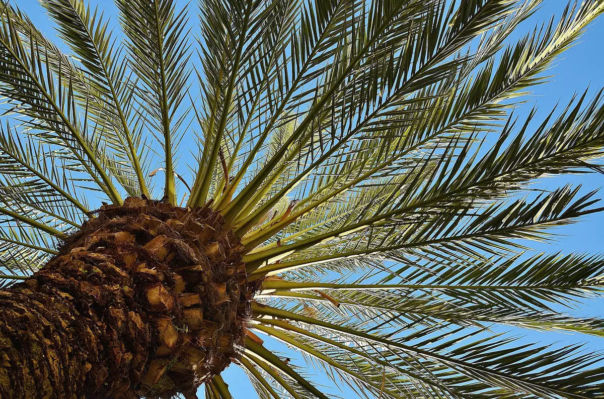 Pindo Palm Tree close up