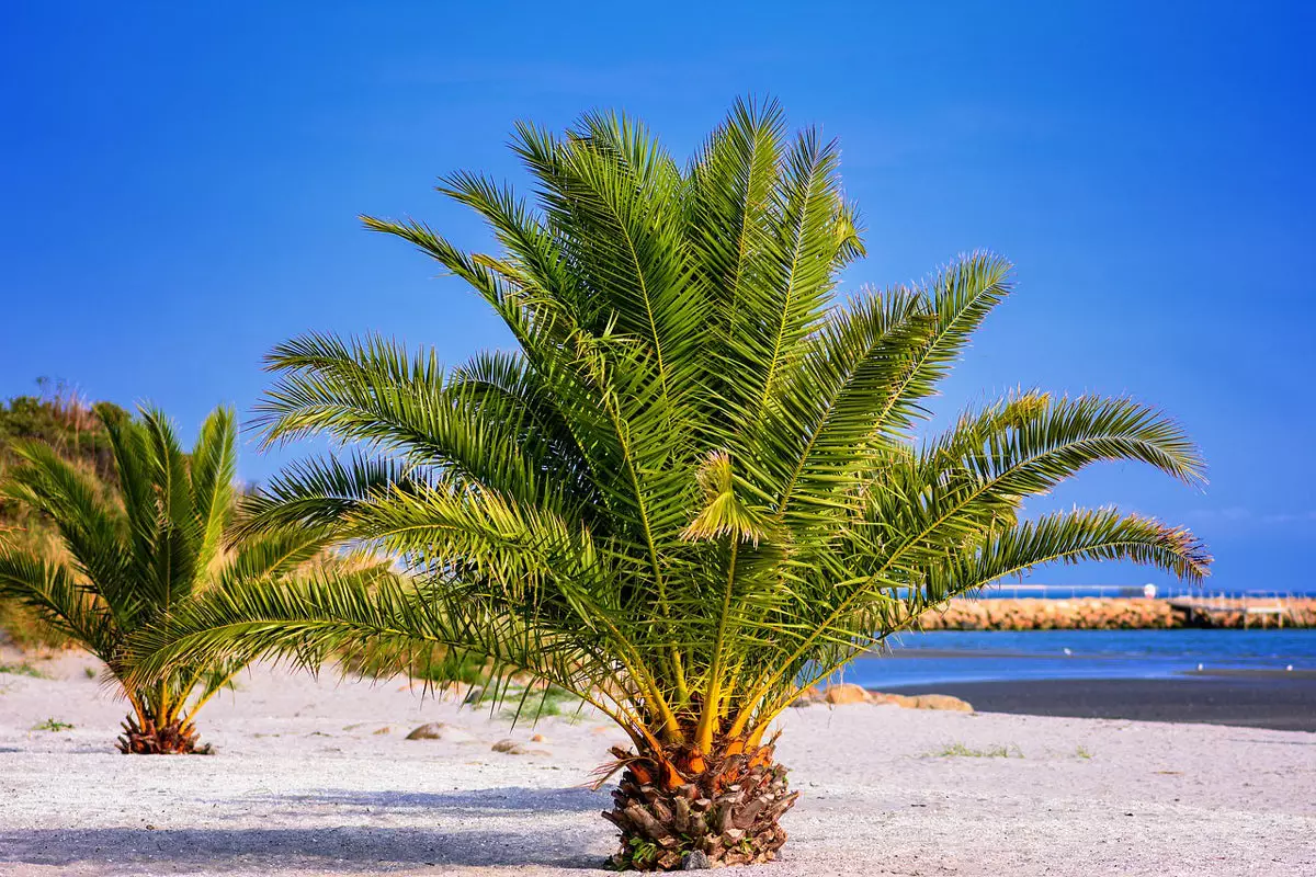 Pindo-Palm-Trees
