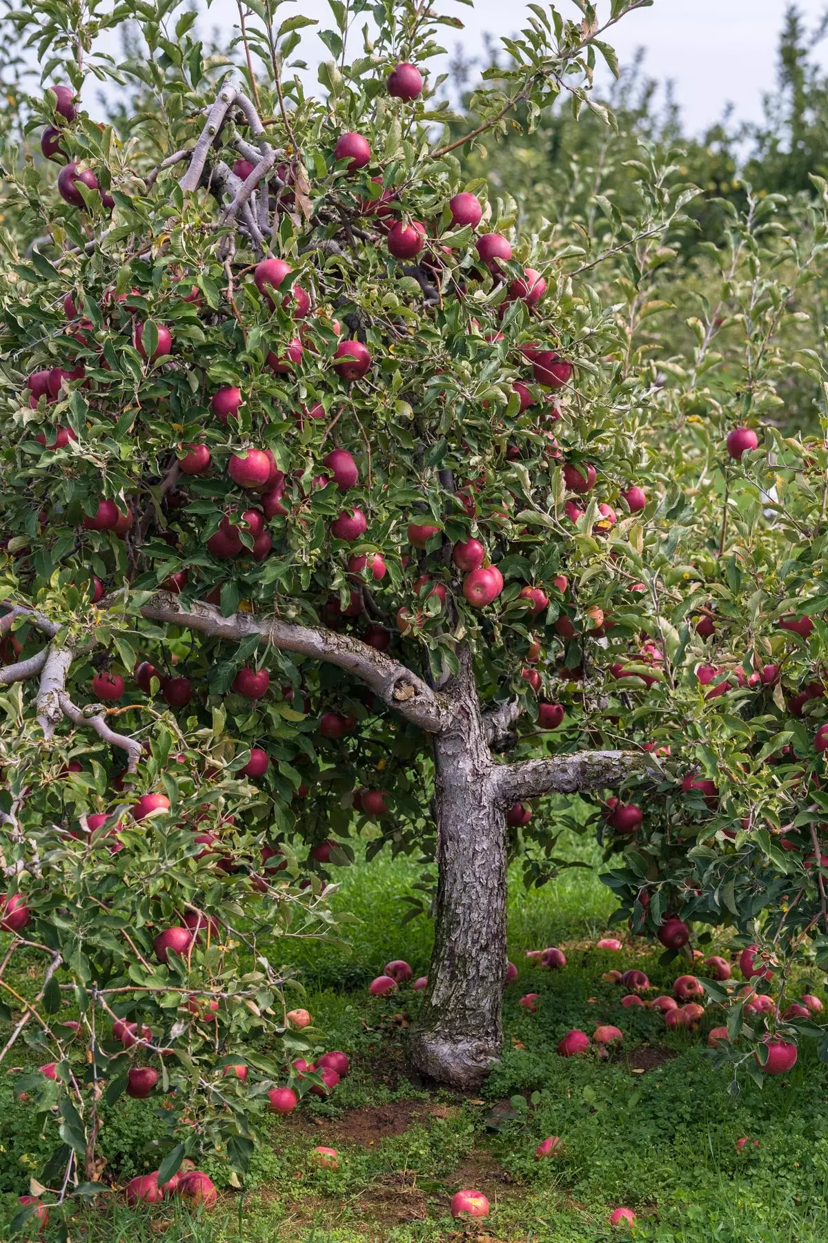 Pink Lady Apple tree