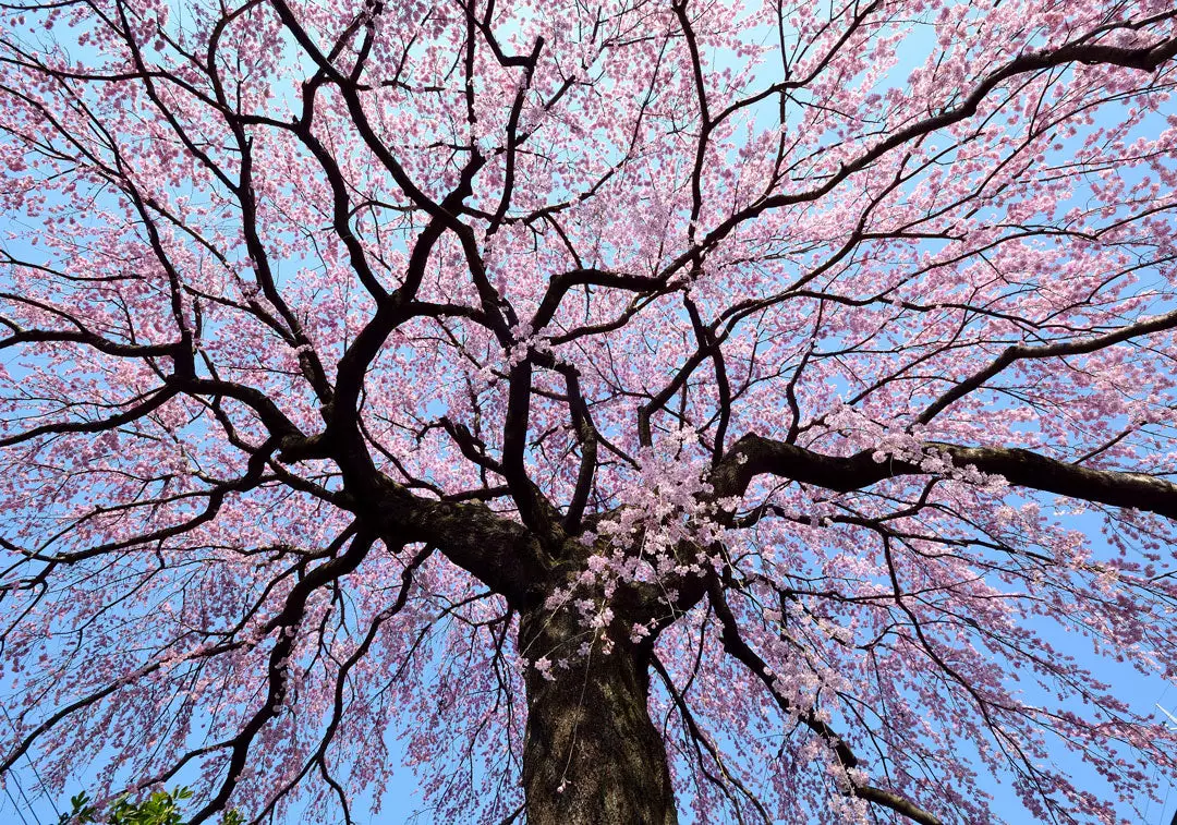Pink-Weeping-Cherry-Photo-2