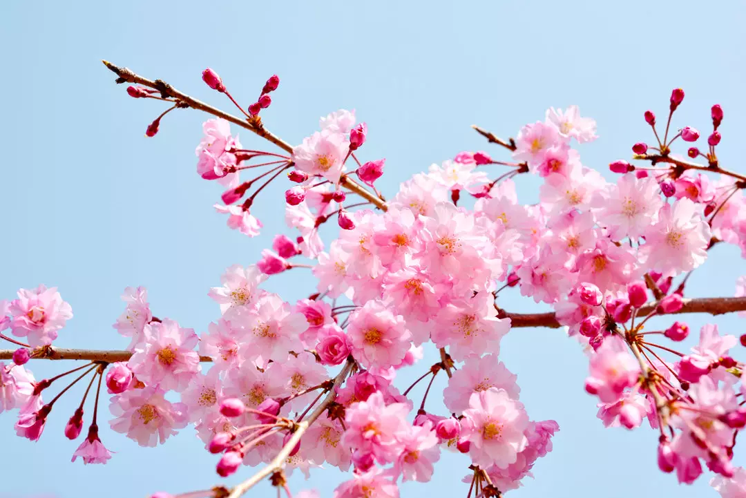 Pink-Weeping-Cherry-Photo-3