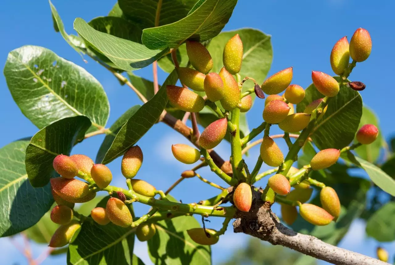 Pistachio Tree Nuts