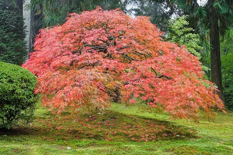 Bright Japanese Maple Tree