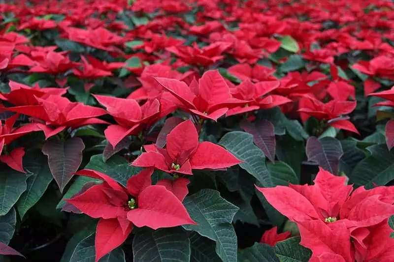 Poinsettia Garden
