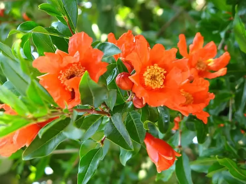 Sweet Pomegranate Tree
