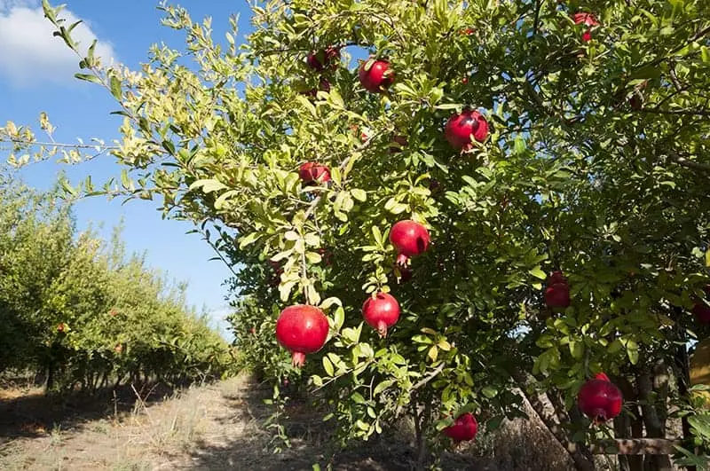 Sweet Pomegranate Trees