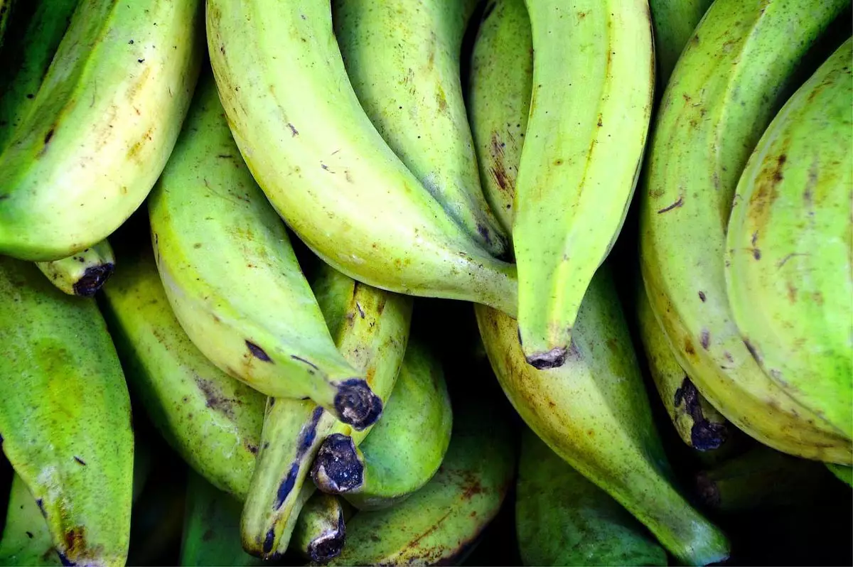 Puerto Rican Plantain Banana