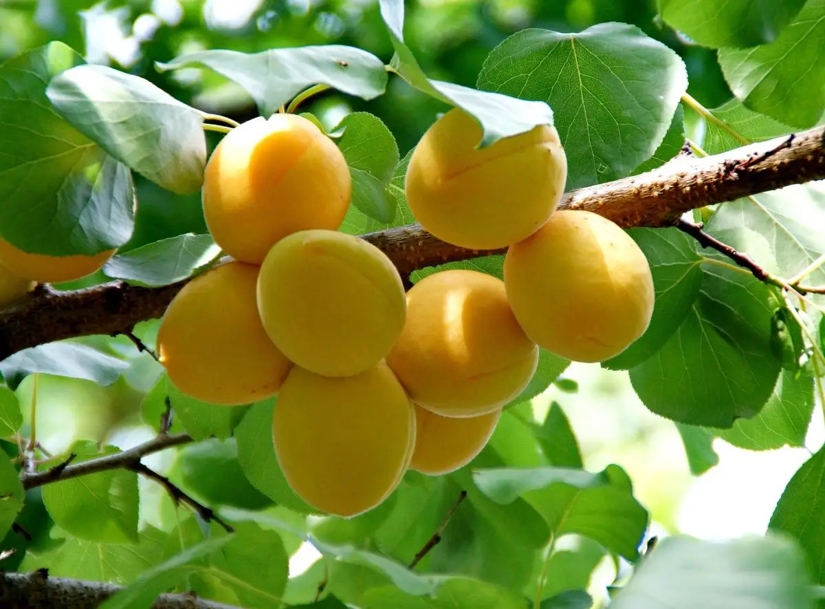 Puget Gold Apricot Tree 1