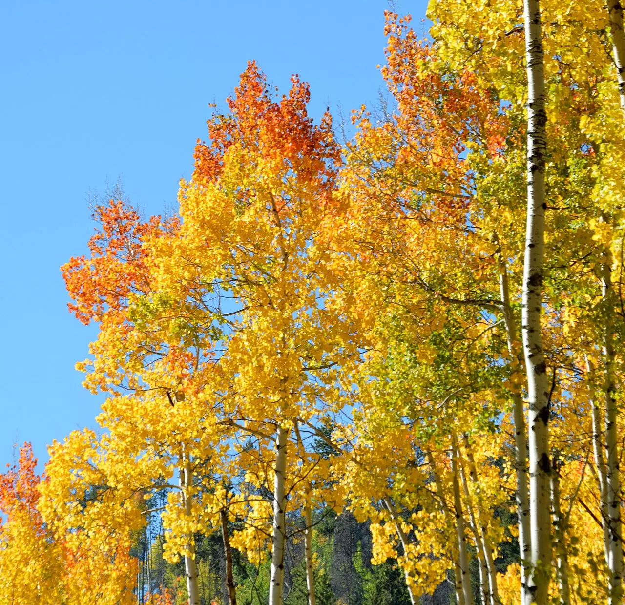     QuakingAspen1