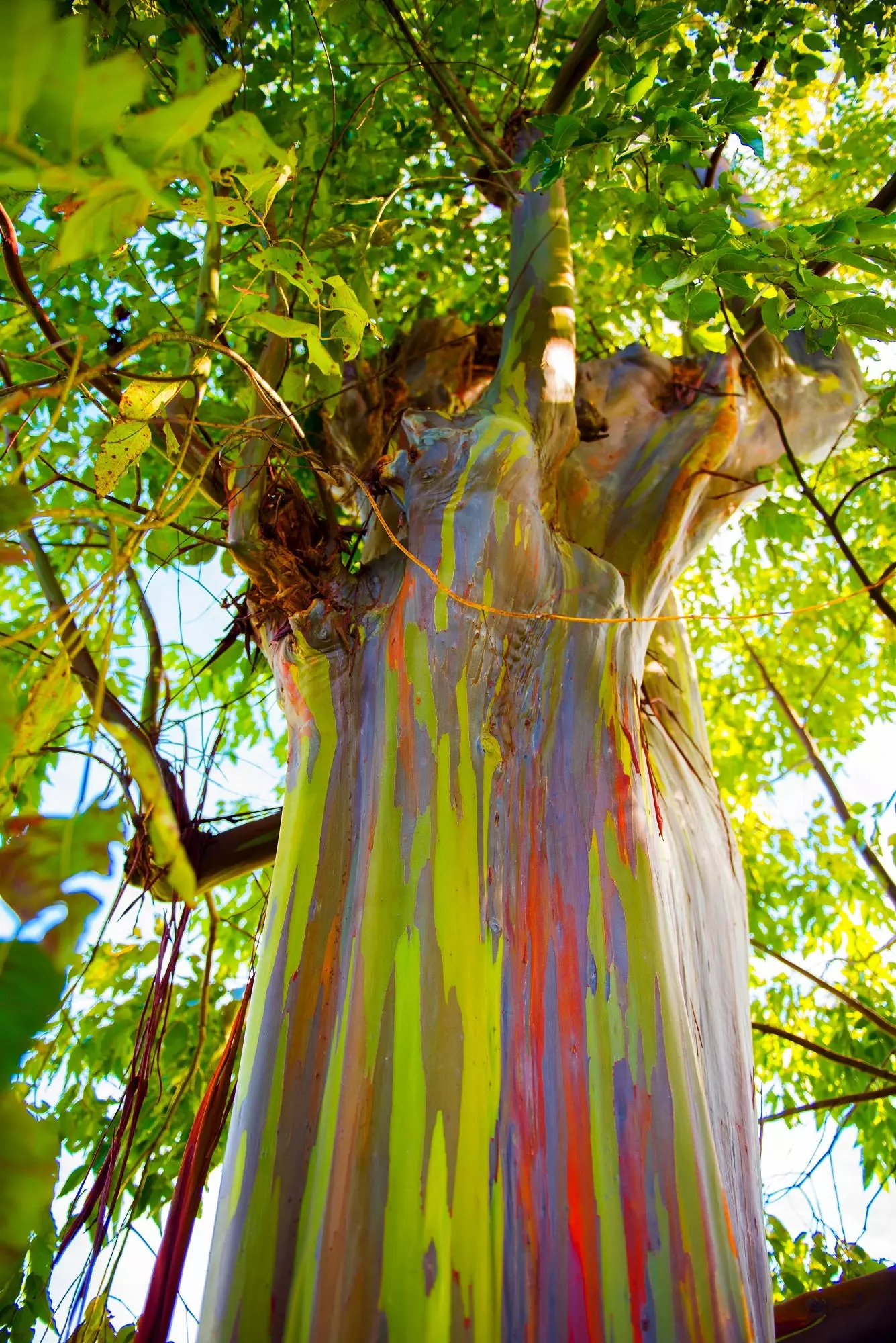 Rainbow Eucalyptus Trees for Sale   Buying & Growing Guide   Trees.com