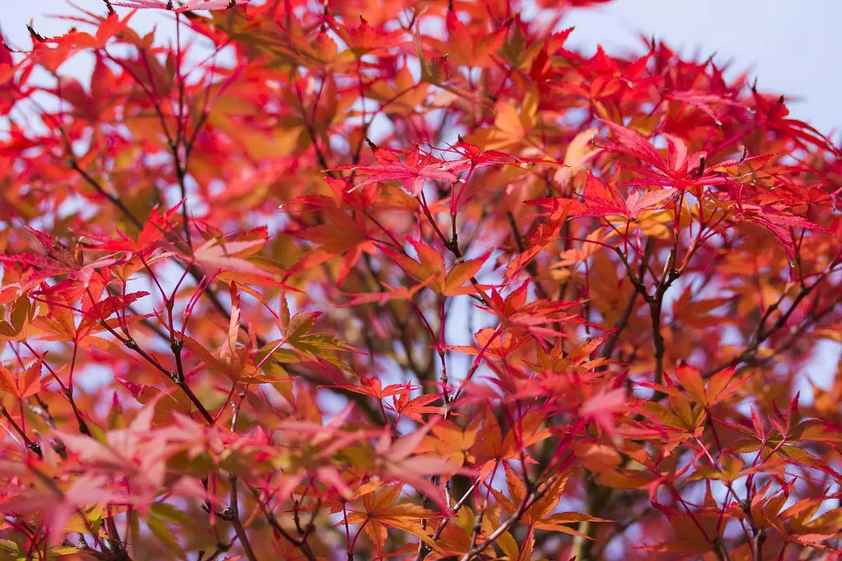Red Japanese Maple Tree close-up
