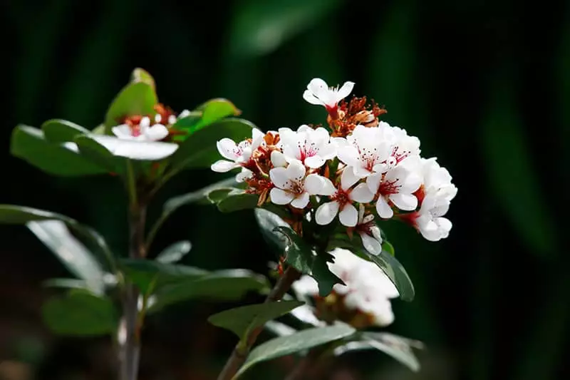 Indian Hawthorn Shrubs with white flowers