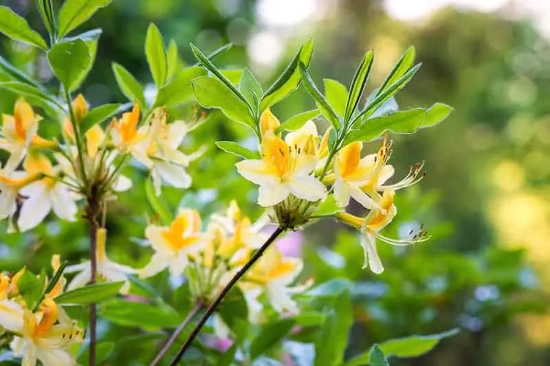 Rhododendron Daviesii