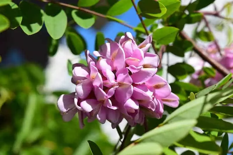Purple Locust Tree Flowers