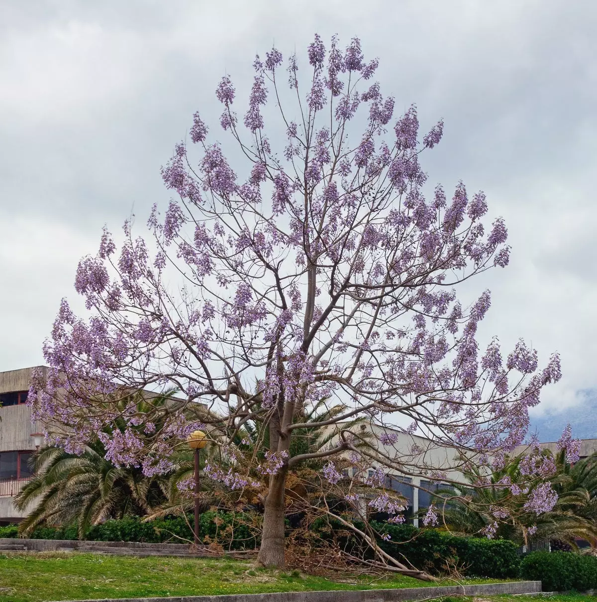 Royal Emperess Tree 1