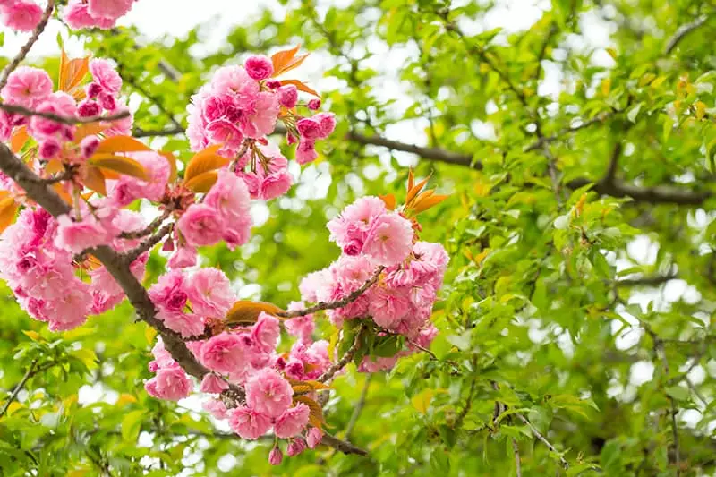 Pink Cherry Blossom Trees