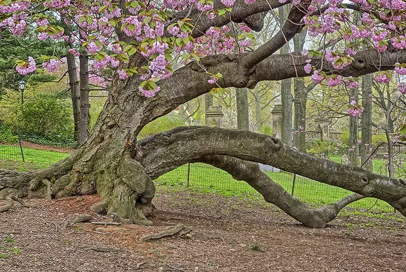 Flowering Cherry Blossom Trees