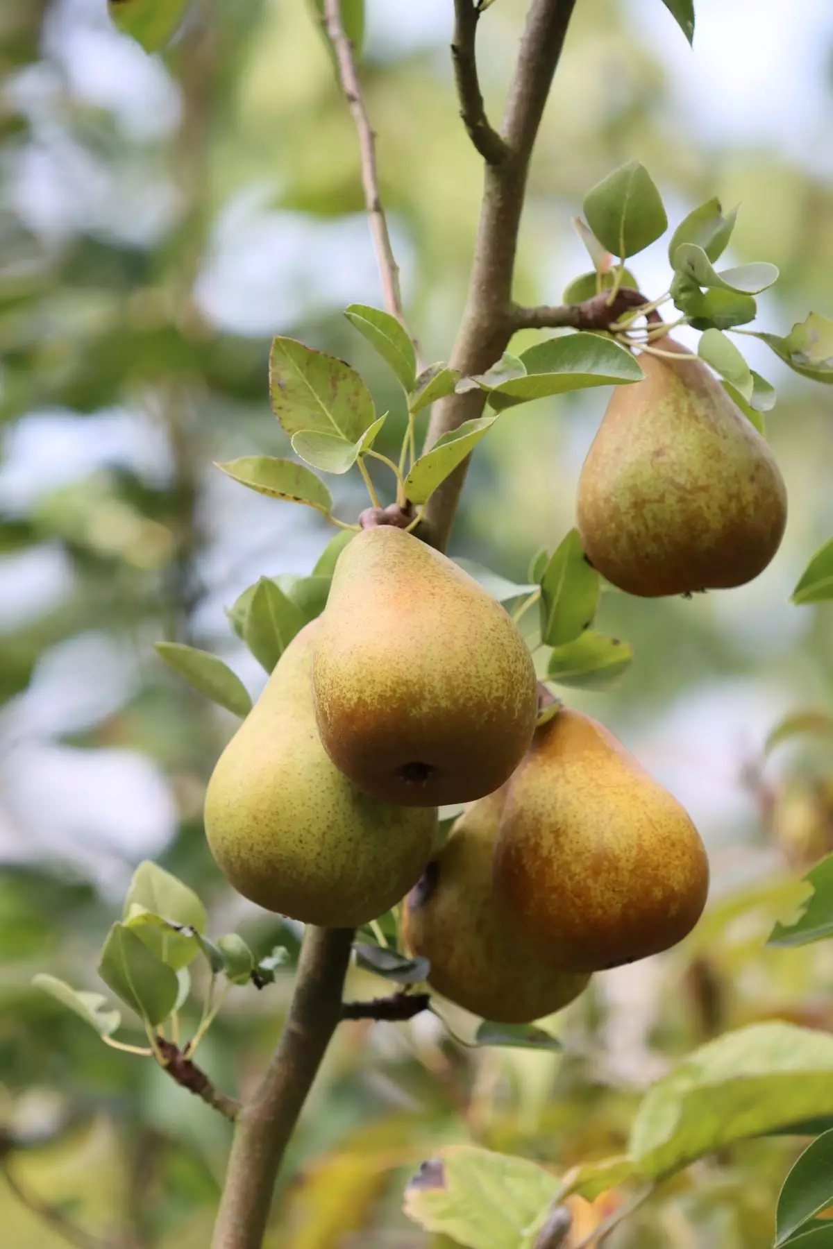 Seckel Pear Tree