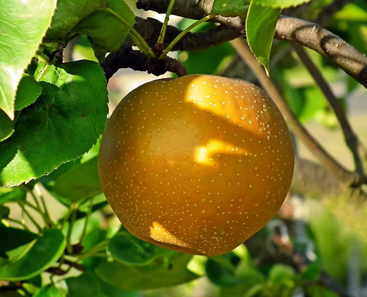 Shinseiki Asian Pear fruit close-up
