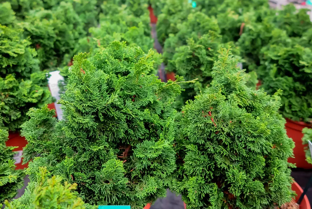 Slender Hinoki Cypress 