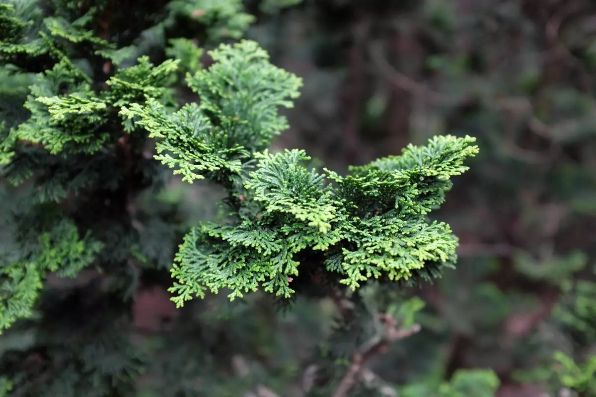 Slender Hinoki Cypress close-up