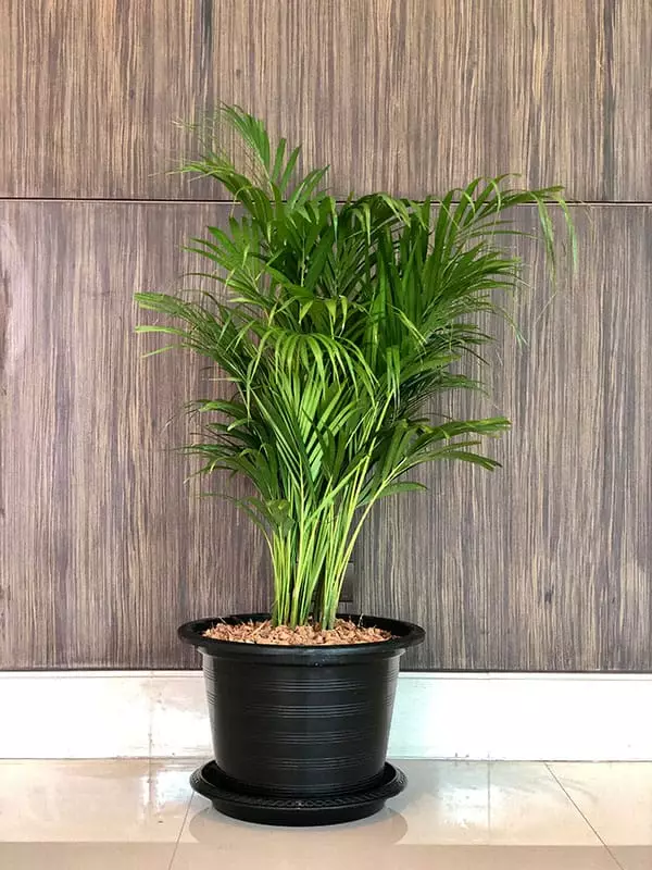 Potted Bamboo Palm