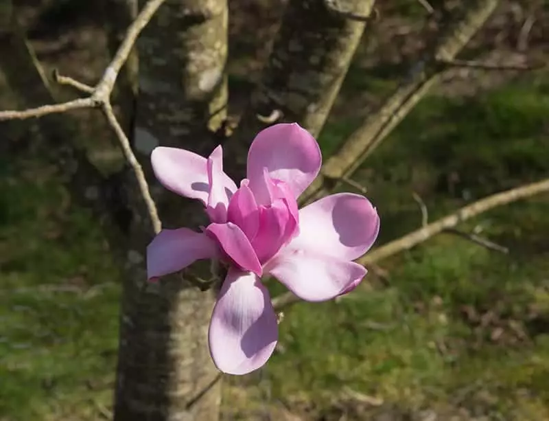 Pink Magnolia Tree Flower