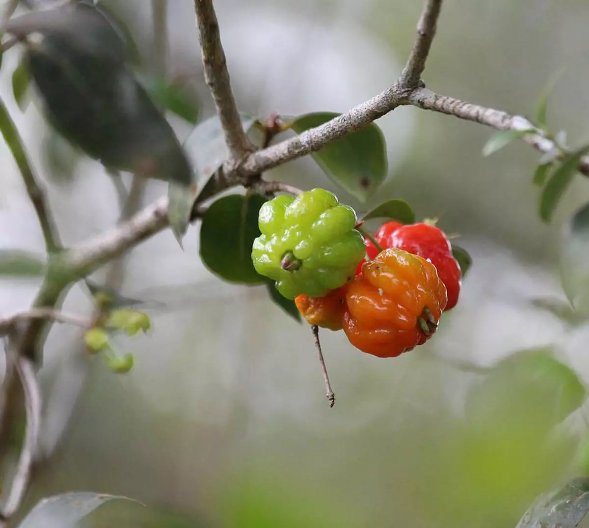 Star Suriname Pitangatuba Cherry Tree