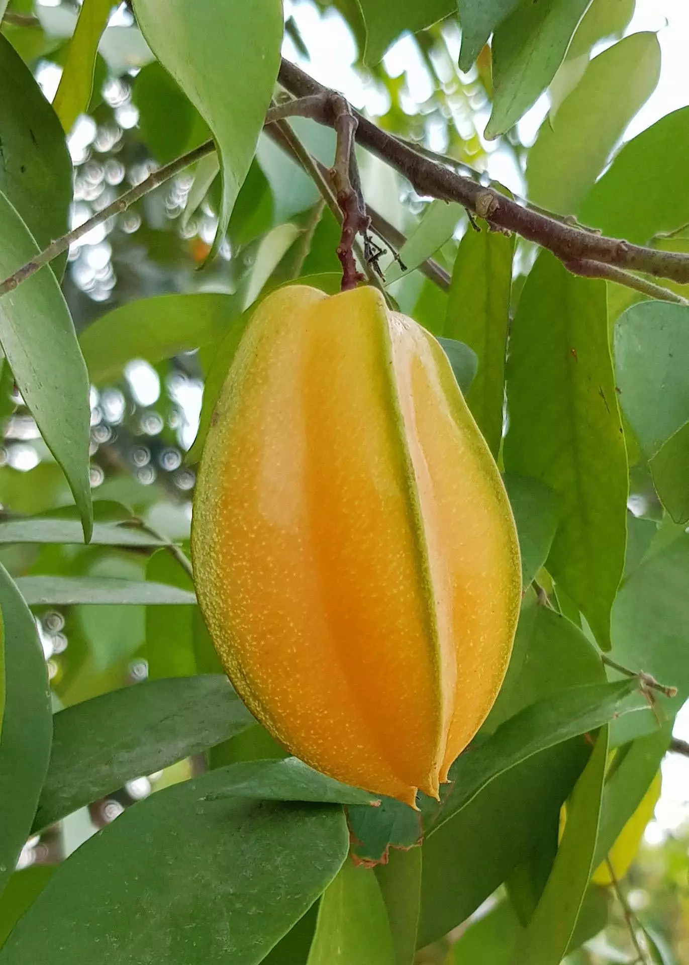 Starfruit Tree close-up