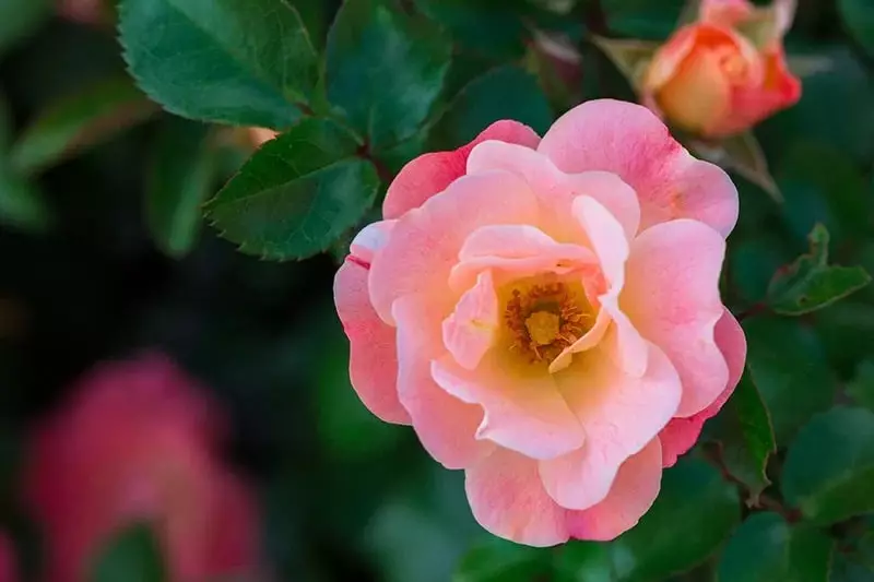 Pink Double Knockout Rose
