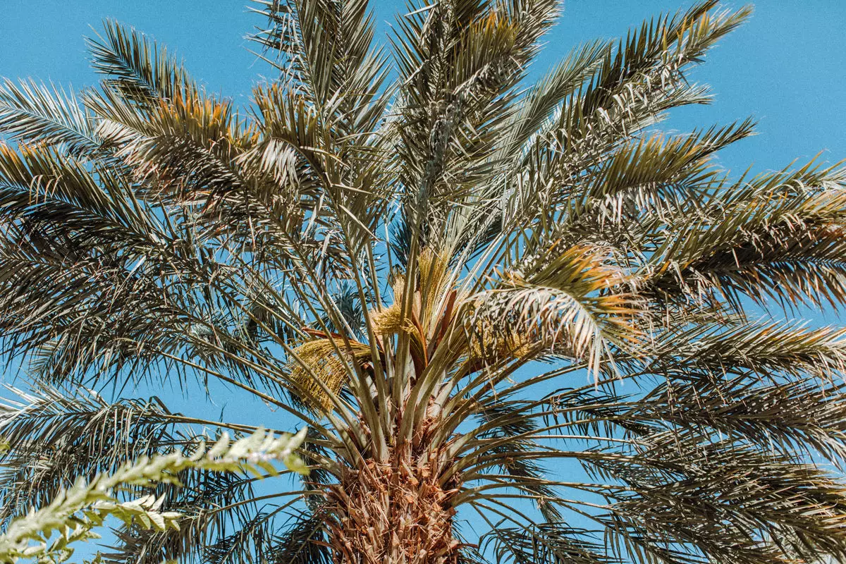 Sylvester Palm Tree close-up