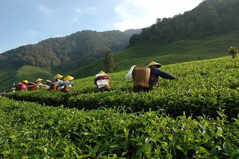 Cold Hardy Tea Plant harvesting