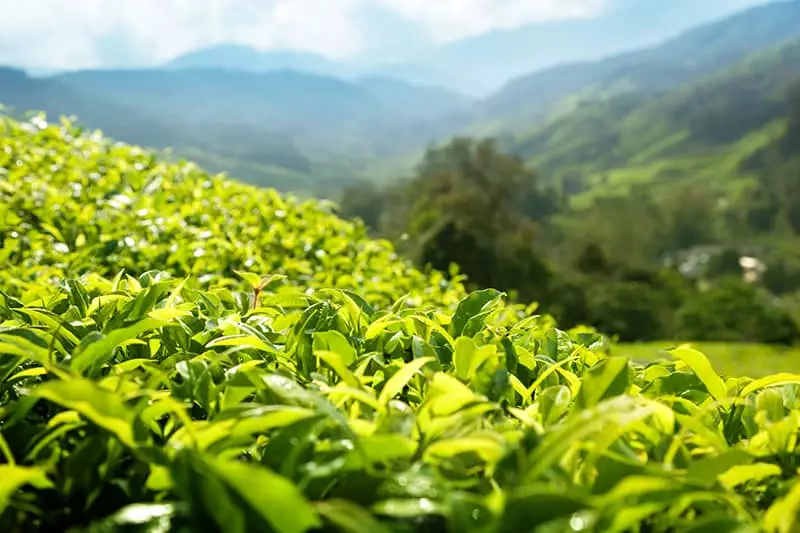 Field of Tea Plants