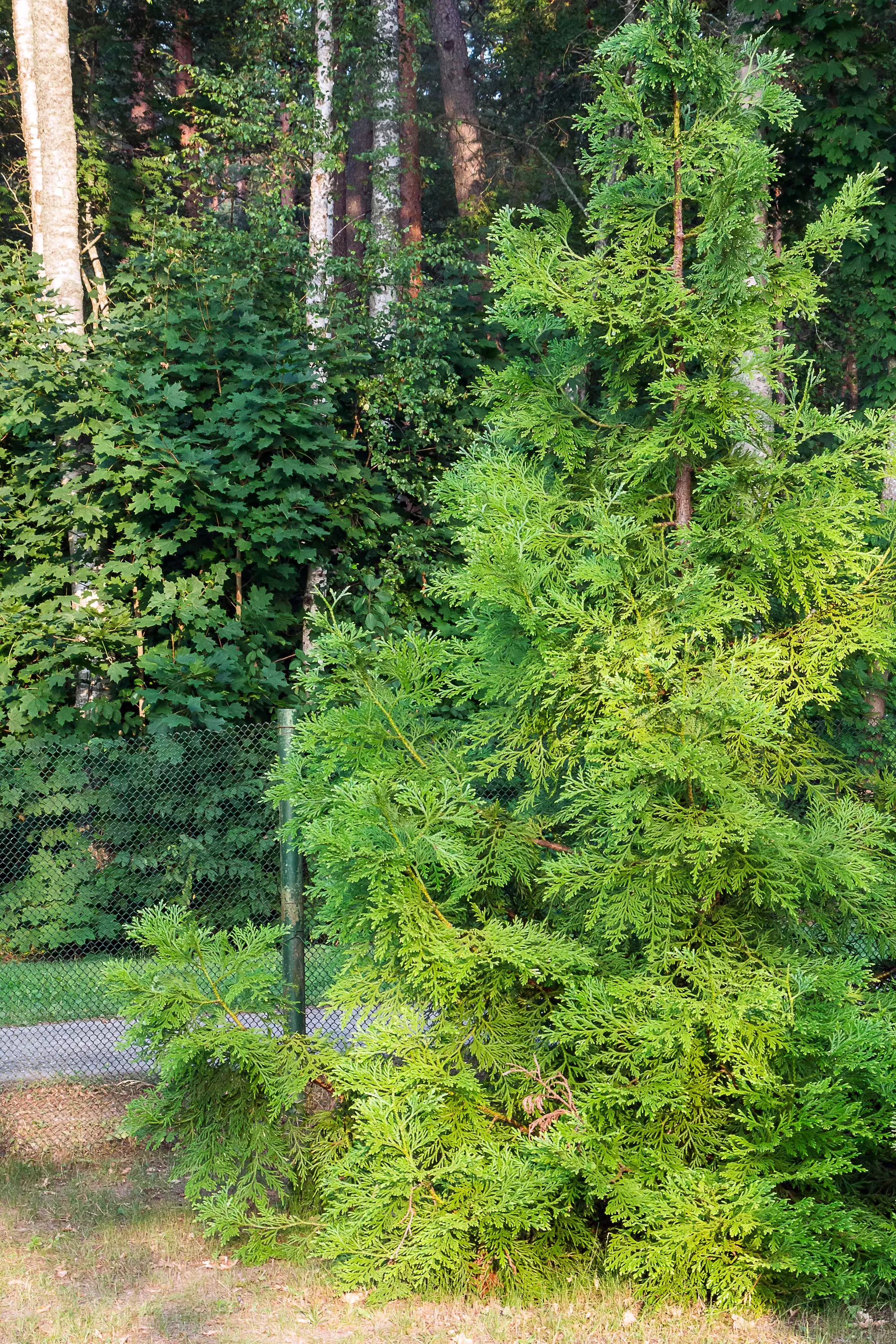 Thuja Green Giant Trees for Sale   Buying & Growing Guide   Trees.com