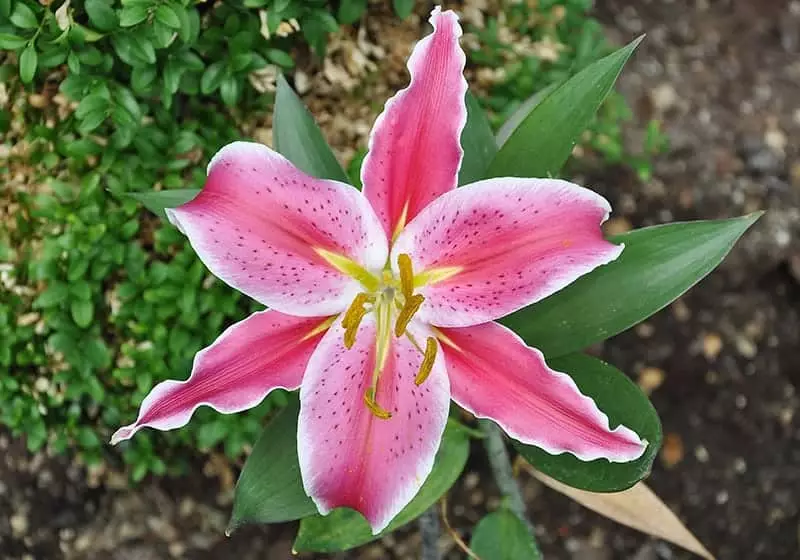 Stargazer Lily blooming