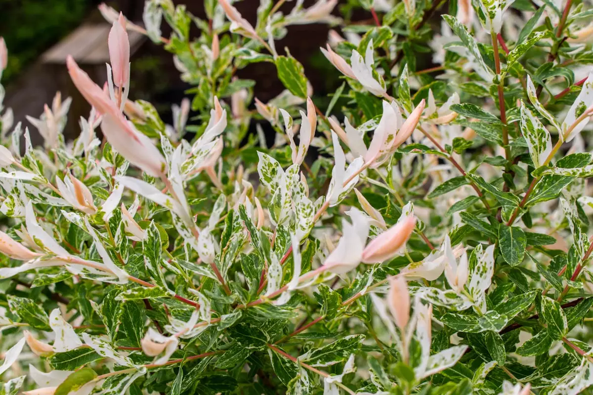 Tri Color Willow