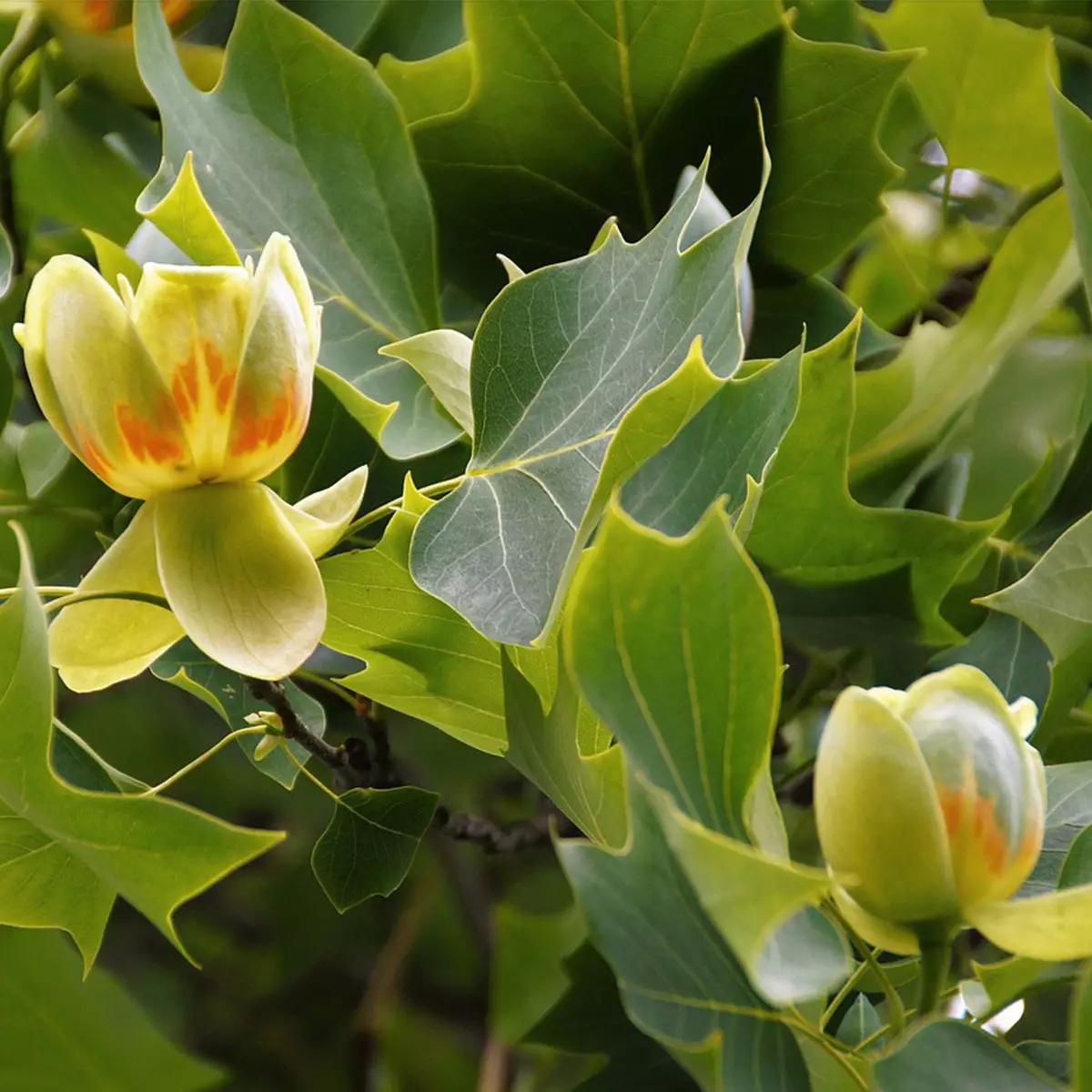 Tulip Poplar for Sale   Buying & Growing Guide   Trees.com