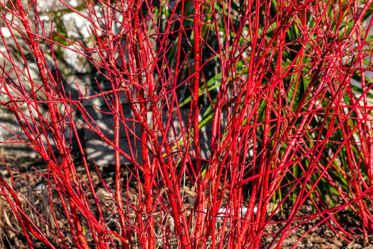 Arctic Fire Red Twig Dogwood 1
