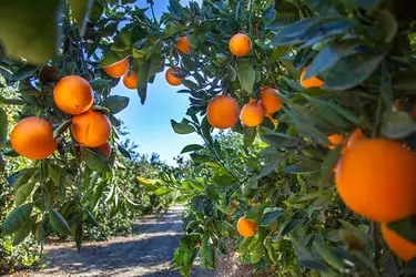 Orange Trees