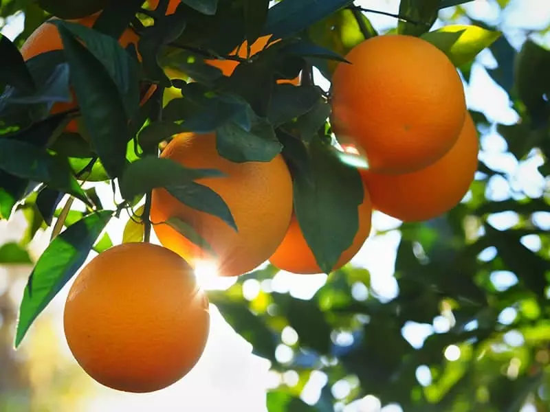 Orange Trees in sunlight