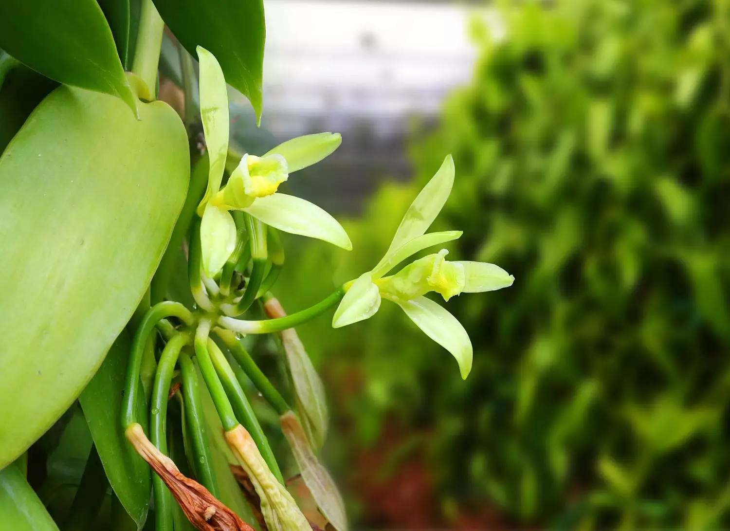50 VANILLA SEEDS Vanila Planifolia VANILLA ORCHID 