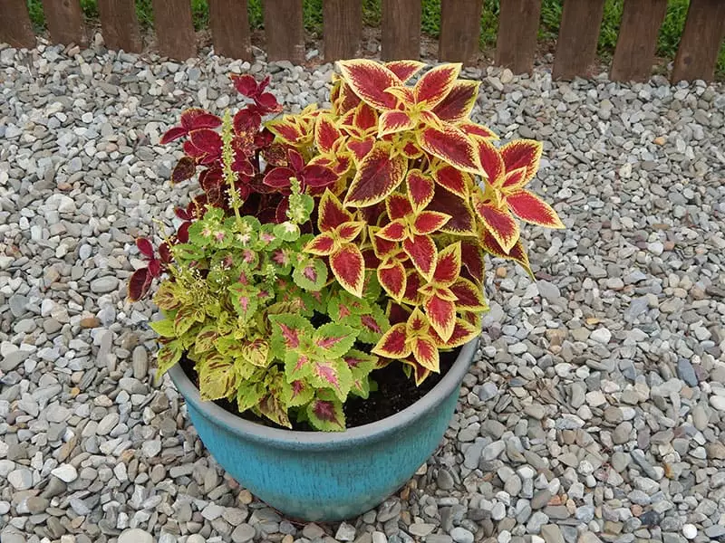 Coleus Plant in a pot